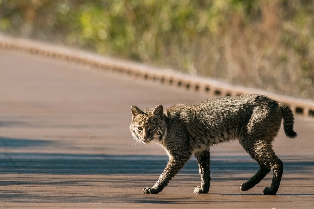 Wildlife crossings in Georgia: A bobcat crosses a boardwalk in the Okefenokee swamp.